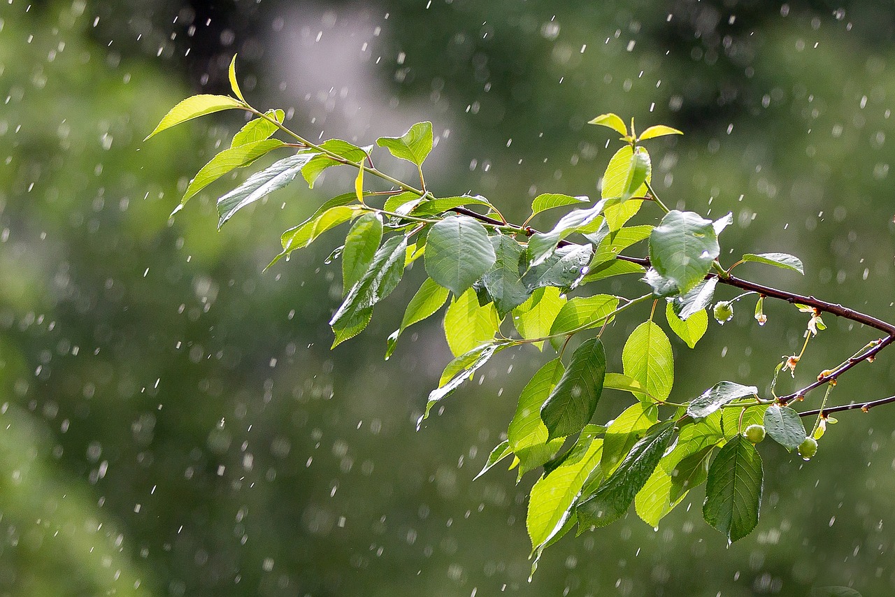 辽宁暴雨预警，暴雨影响及应对措施，最新预报发布！