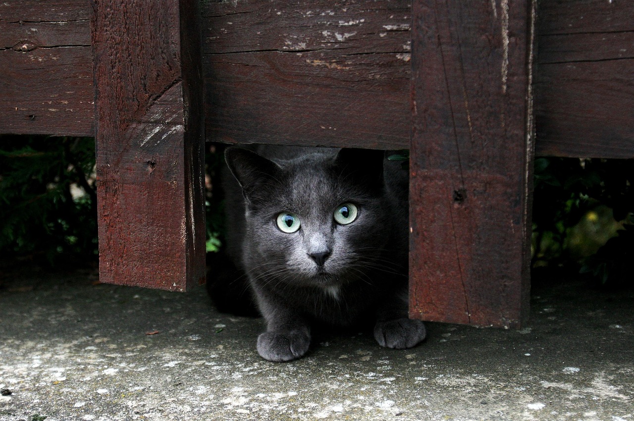 时尚与个性的碰撞，最新猫猫头像潮流探索